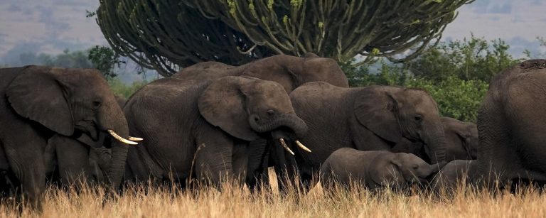 Elepanths walking in an African safari.